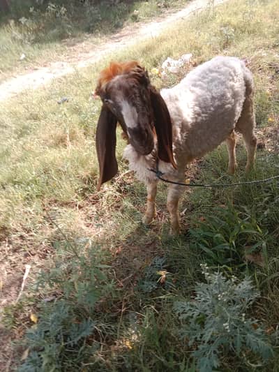 for qurbani 2026