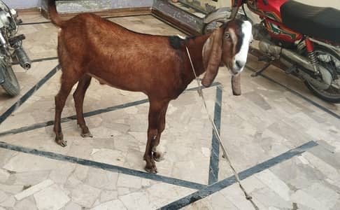 Bakra (Male Goat) Donda