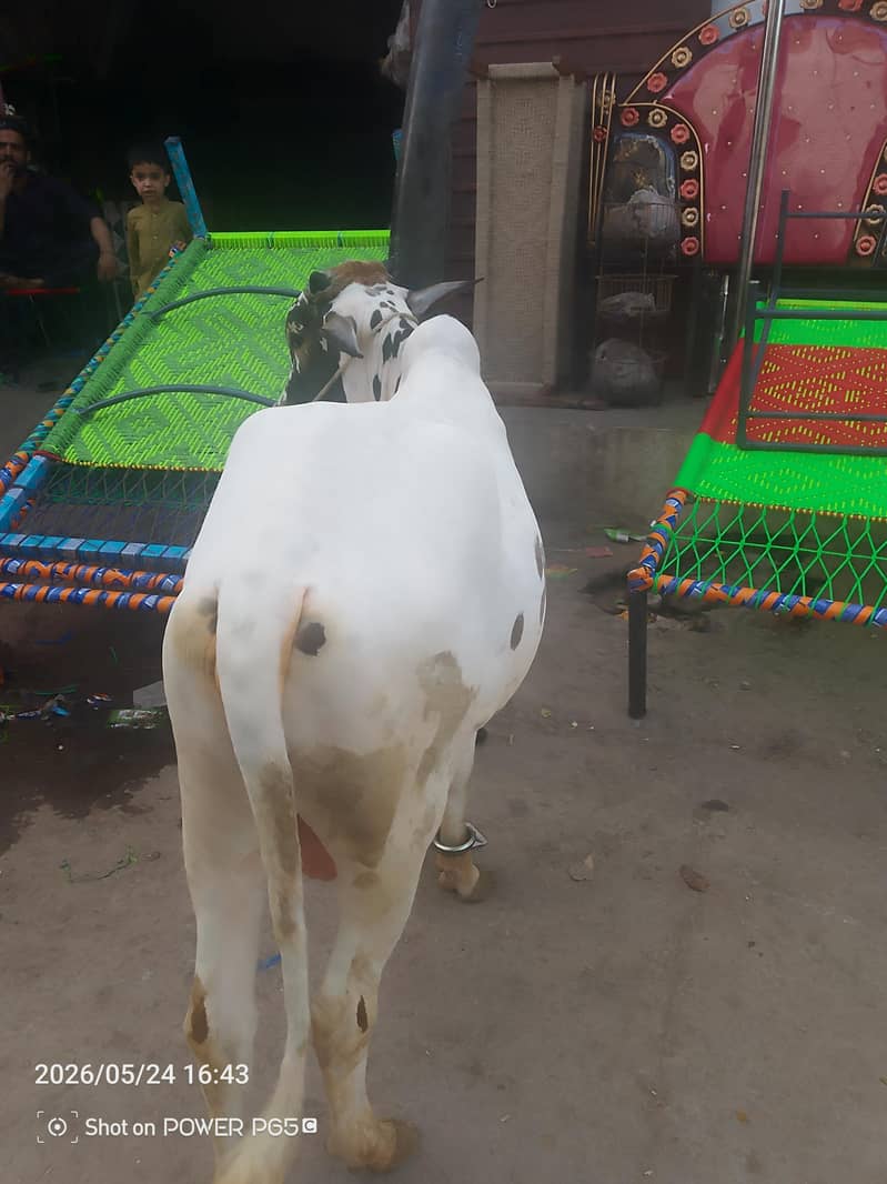 فتح جنگی 0
