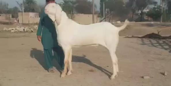Rajanpuri Qurbani Goat – 2 Teeth Ready for Eid / call _03102718718