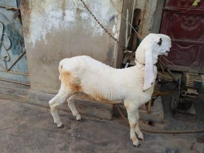 pure gulabi larkana kajla dumba