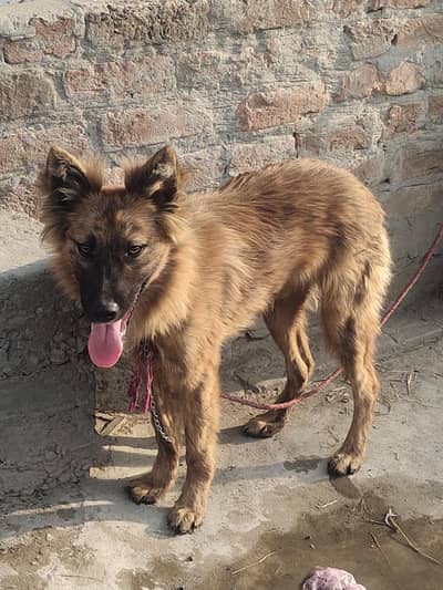 pure German Shepherd