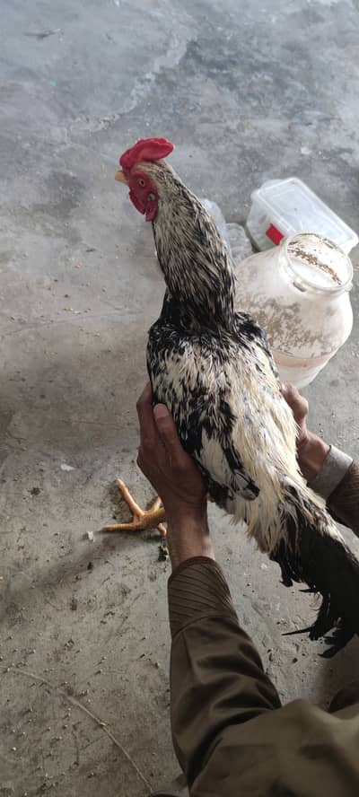 Healthy aseel hens active