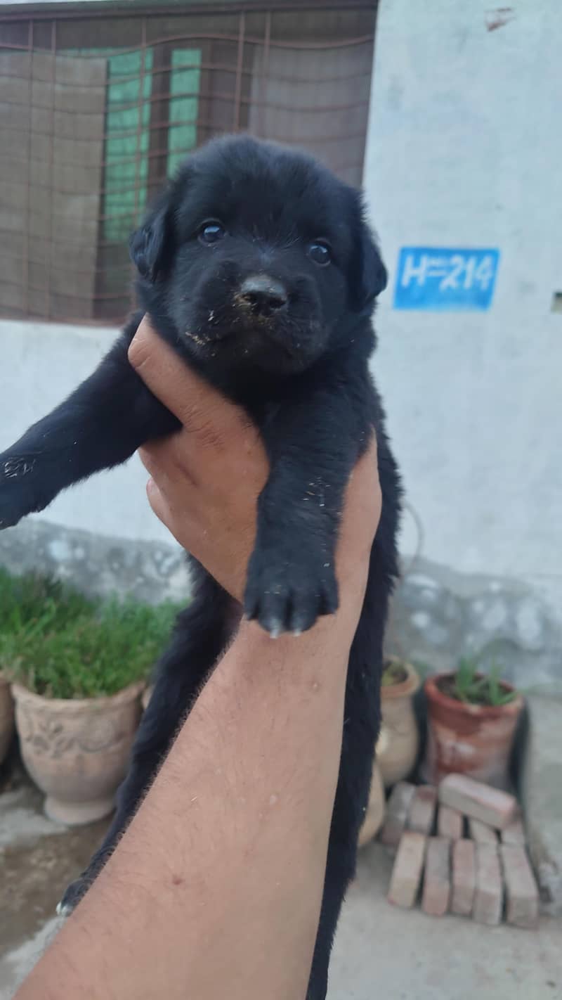 Labrador pair 2