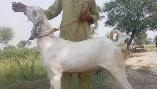 bkry for sale