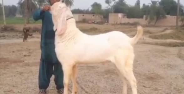 Bakra Urgent For Sale _03102718718