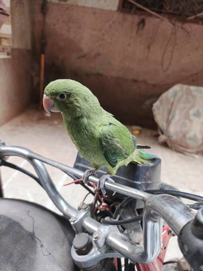 Green parrot andam