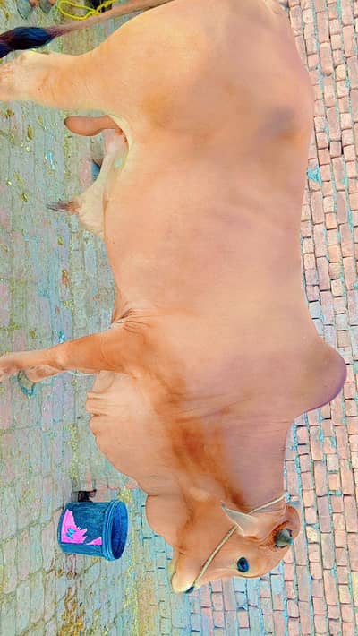 sahiwali bull