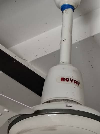 Royal Deluxe Ceiling fan | 10/10 | White Color