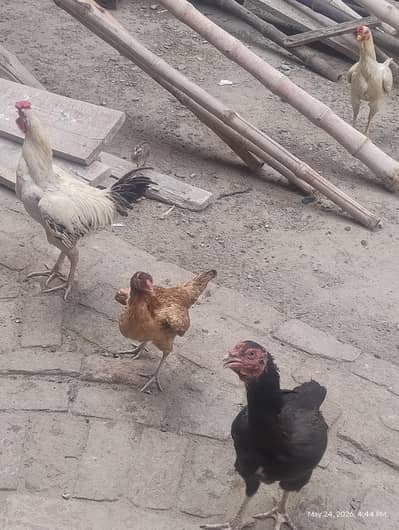 0315 (Aseel hens for sale)  3204107 Whatsapp