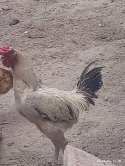 (Aseel hens for sale)  03153204107 Whatsapp