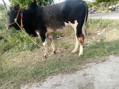 Bull for sale