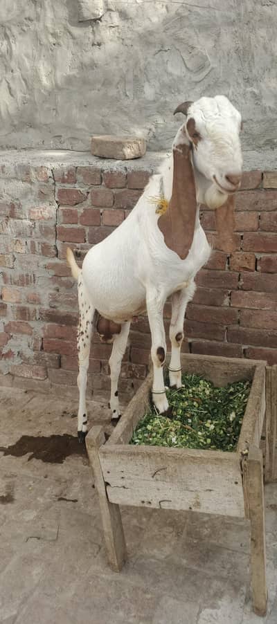 DESI Bakra. for EID