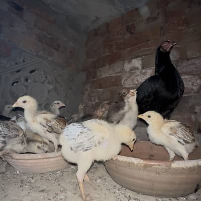 Pure Aseel Chicks For sale in Cheap price