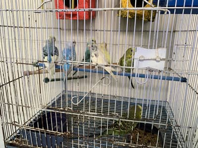 Australian parrots  buggies