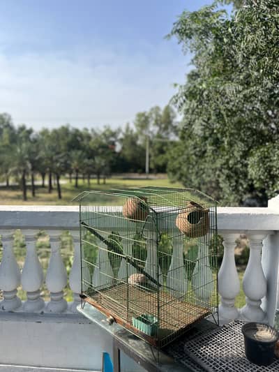 Bird Cage
