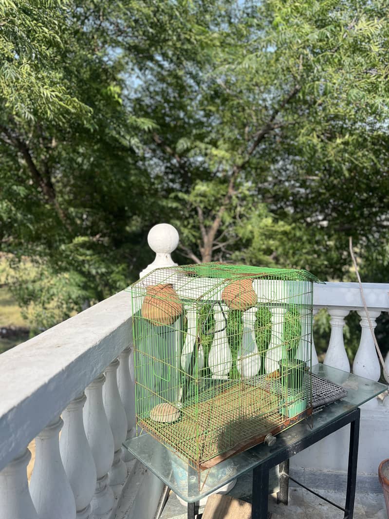 Bird Cage 2