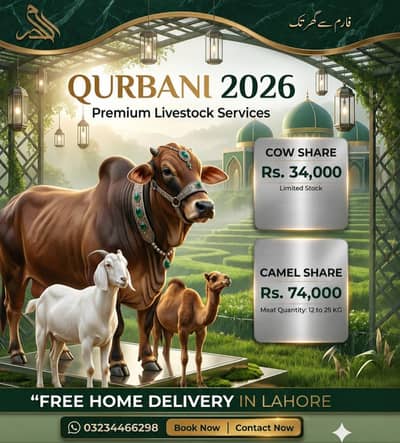 Cow share | Hissa | Qurbani | Al Haram with free home delivery