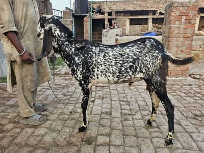 Desi Bakra | Goat for Qurbani 2026