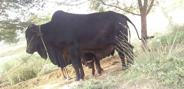 Complete black bull