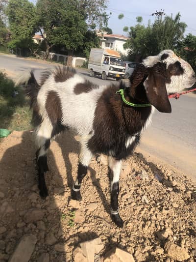 Qurbani bakra