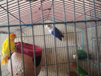 3 female one male birds