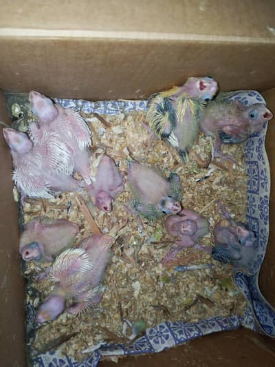 cocktail chicks all for sale 1500 per piece