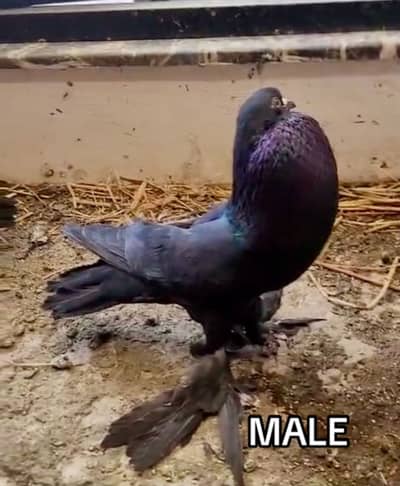 5 KALI TOP QUALITY BLACK POM GUBARA PAIR FORSALE 03115733578