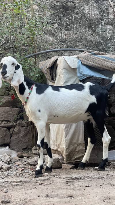Qurbani bakra for sale