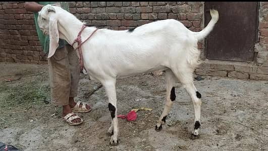 white Beauty  Desi Bakra , 2 Dant, Khassi Full hight and heavy