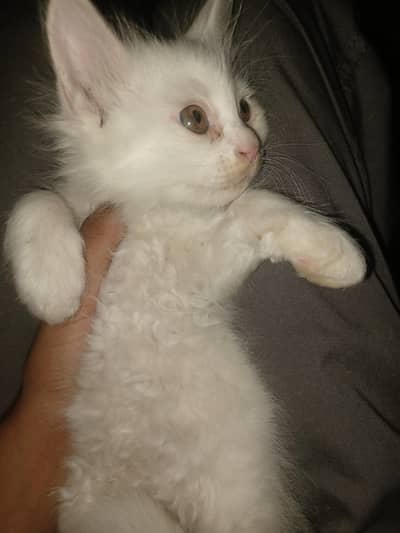 4 Persian Cats/Kittens Available