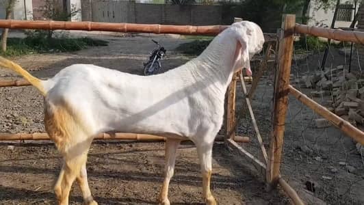 Rajhanpuri Qurbani Goat Heavy Weight 2 Teeth/ 03228068296