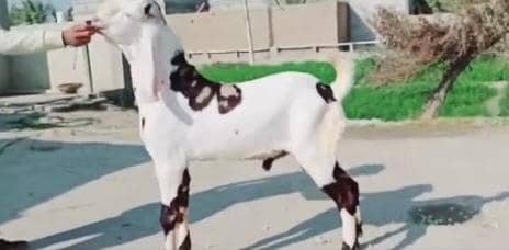 rajanpuri Bakra for urgent sale