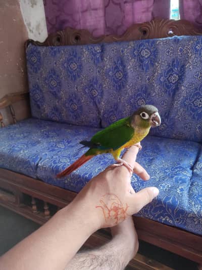 (Green Cheek Conure)