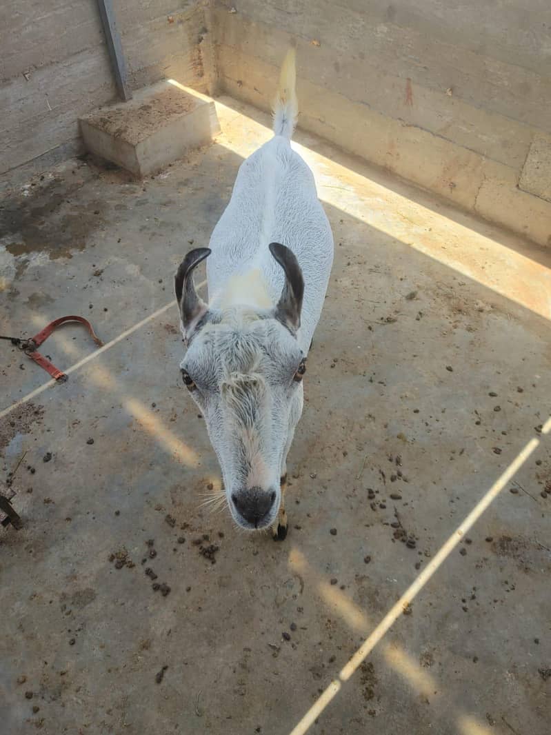 bakra 0