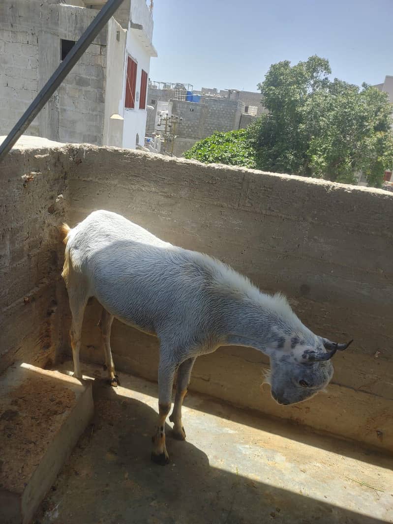 bakra 1