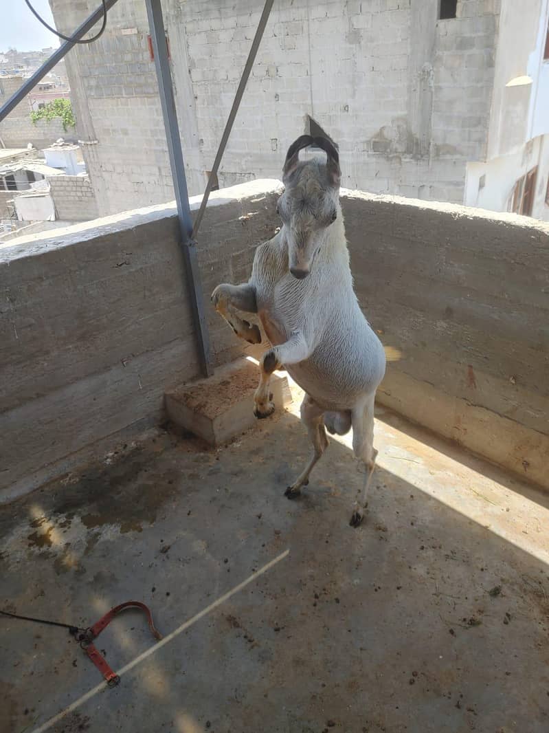 bakra 2