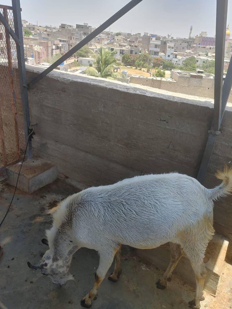 bakra 3