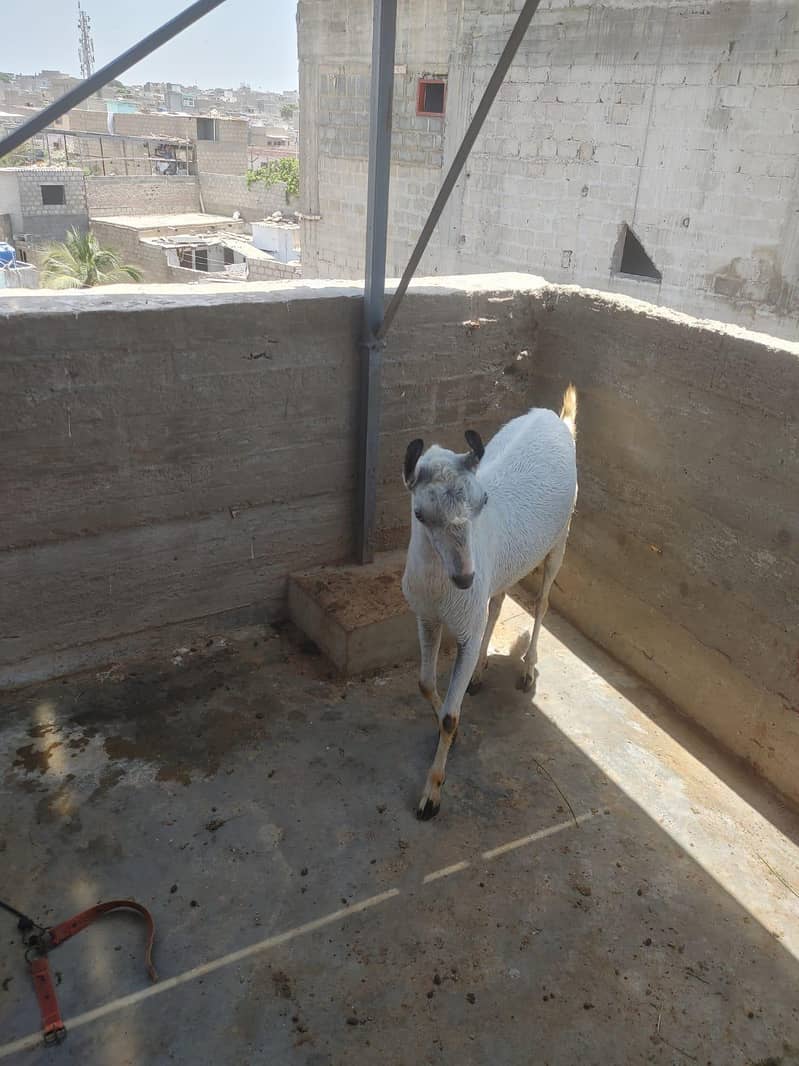 bakra 4