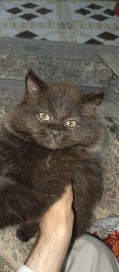 persian kitten