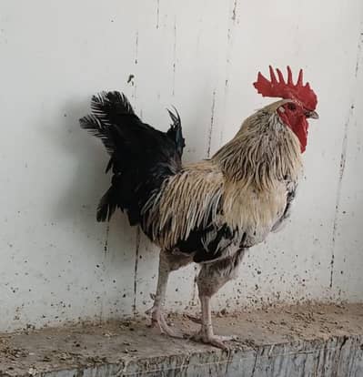 7 hena 1 rooster