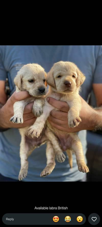British Labrador
