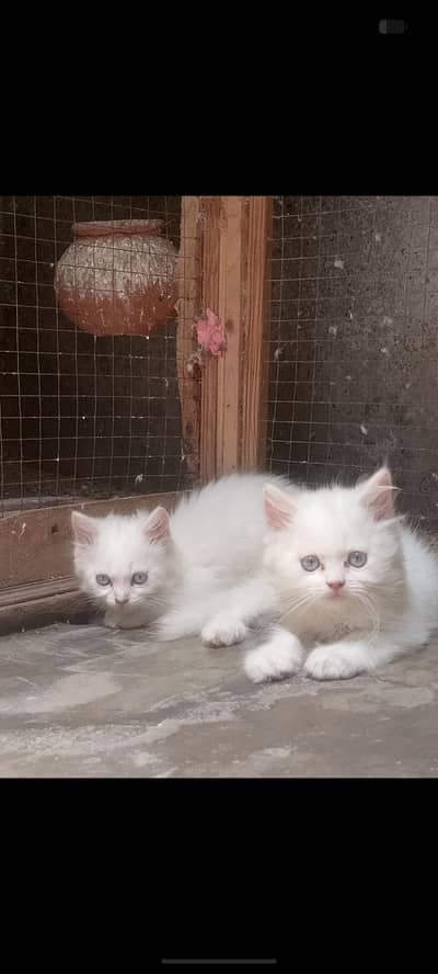Russion female cats for sale