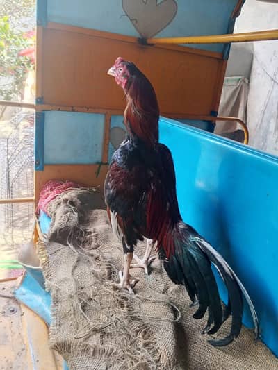 bhot acha patha ha 03450974937 call