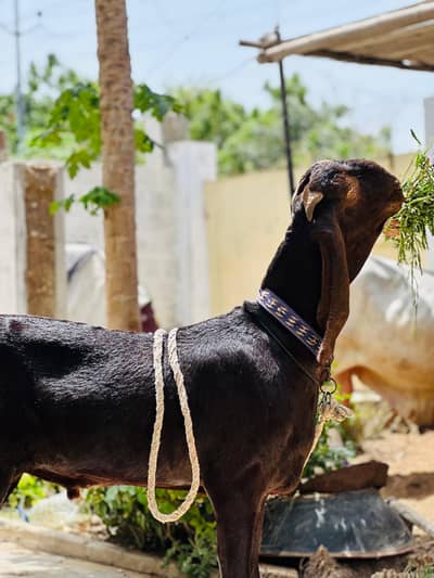 Fresh 2 dant nagra bakra
