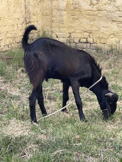 Black bakra for Eid ul Azha Qurbani bakra