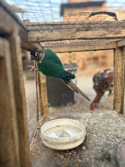 Green cheeked conure  parrot for sale