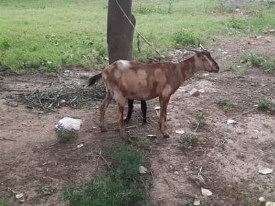 Female goat