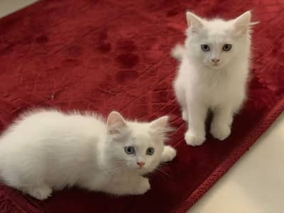 Persian Kittens for sale