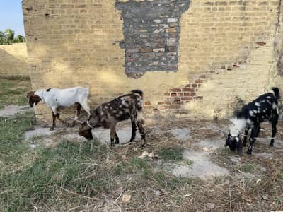 Qurbani Bakra for Eid ul azha